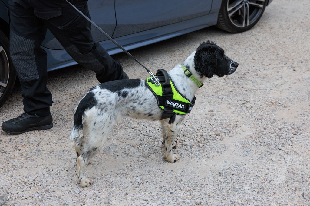 Operation Elswick Search Dog. Image: GMP